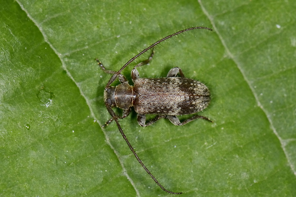 Exocentrus adspersus